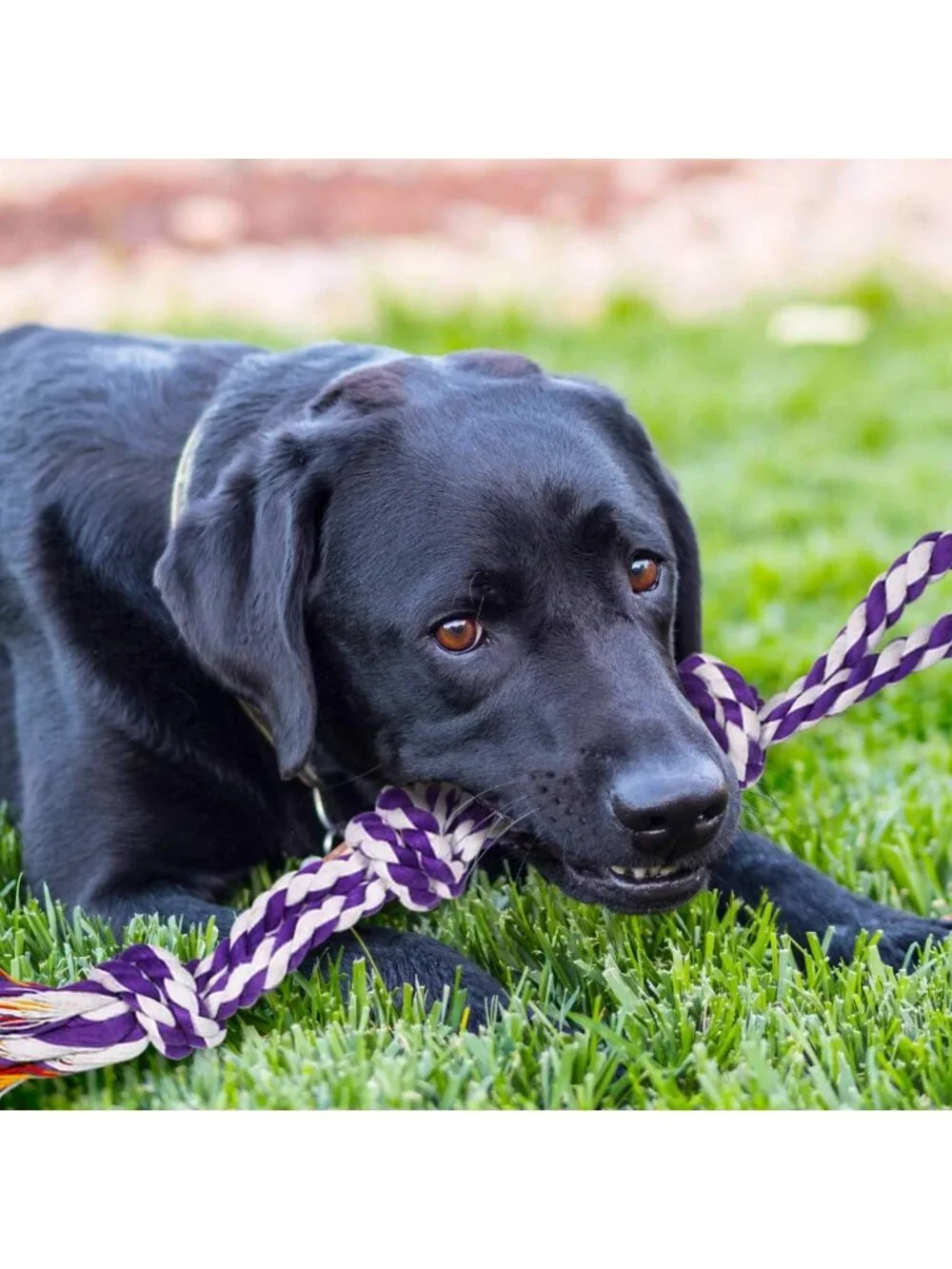 Large Tough Chew Toys for Aggressive Chewers | 9 Pack Heavy Duty Rope & Tug Toys